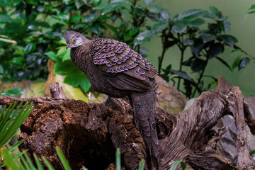bird of prey