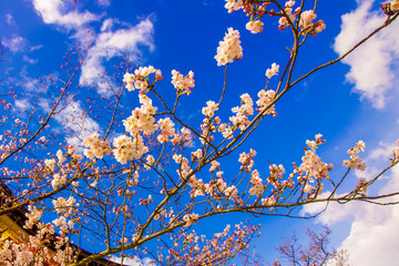Cherry Blossoms, blue skies, by temple,Close up of Pink Cherry  blossom in full bloom, national flower of Japan at Spring time under a beautiful blue sky