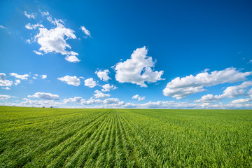 View of agricultural field with white fluffy clouds in blue sky at sunny summer day