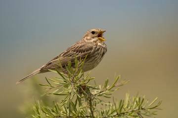 Stunning bird photo. Corn bunting / Emberiza calandra