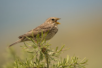 Stunning bird photo. Corn bunting / Emberiza calandra