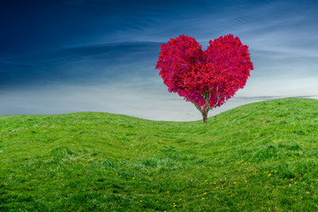 beautiful red heart shaped tree on a green field