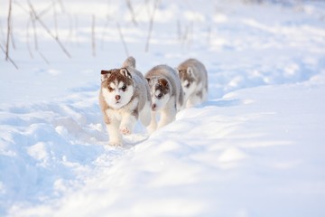 red husky puppies in the snow