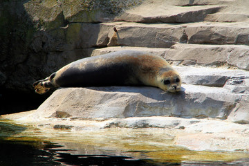 Obraz premium Seal, Zoo by the sea, Ocean zoo, Bremerhaven, Bremen, Germany, Europe
