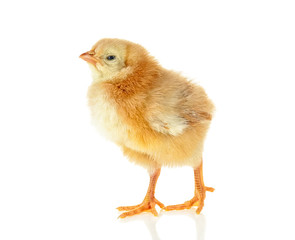 Little yellow chicken isolated on a white background