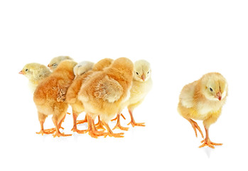 Little yellow chickens isolated on a white background