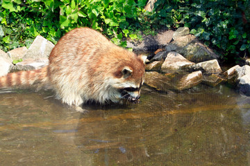 Raccoon, Procyon lotor, Zoo by the sea, Bremerhaven, Bremen, Germany, Europe