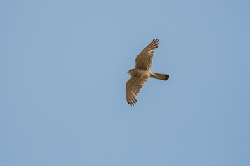 Stunning bird photo. Common kestrel / Falco tinnunculus