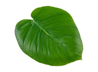 Obraz premium Leaf of Monstera plant, white background.