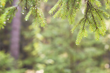 Summer background. Fir tree branch with dew drops on a blurred b