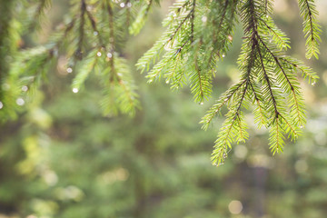 Summer background. Fir tree branch with dew drops on a blurred b