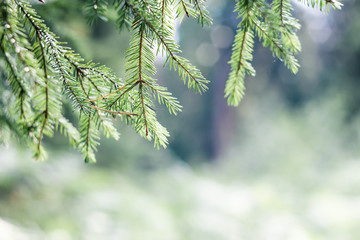 Summer background. Fir tree branch with dew drops on a blurred background of sunlight