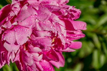The Surrounding Area Of Vsevolozhsk. Flowering peonies near the temple.