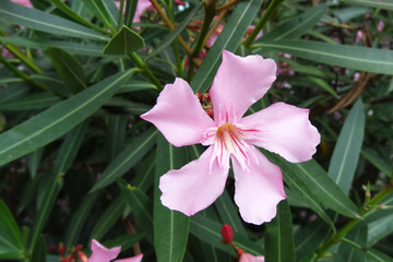 soft pink sweet oleander flower or a bay of roses fragrant oleander, oleander, oleander Nerium L,...