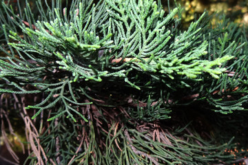 evergreen coniferous tree - short-haired black spruce, background