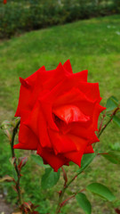 Beautiful red rose in the garden and blur background