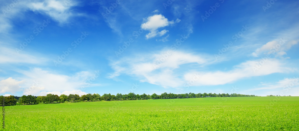 Poster Fresh spring clover field