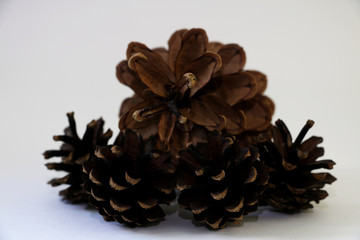Fototapeta premium Pine cones isolated on white background