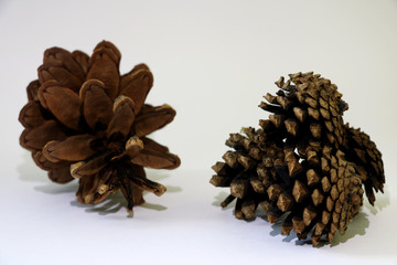Pine cones isolated on white background
