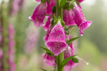 Foxglove digitalis plants on a forest clearing