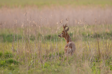 sarna © przemek