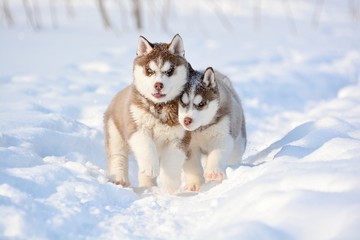 red husky puppies in the snow