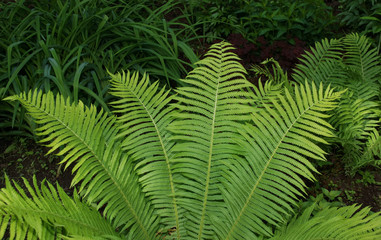 fern in the garden floral background summer day.