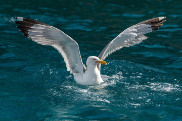 Gull hunting down fish