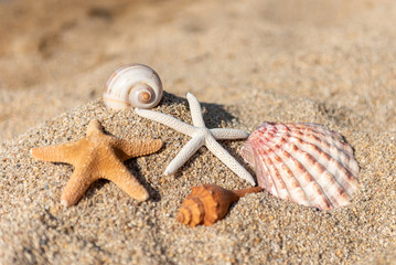 Seashells on the sand by the sea on a sunny day