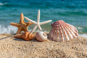 Seashells on the sand by the sea on a sunny day