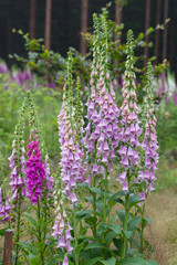 Obraz premium Foxglove digitalis plants on a forest clearing