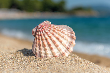 Seashells on the sand by the sea on a sunny day