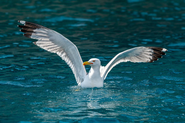 Gull hunting down fish