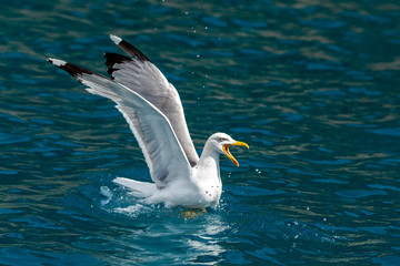 Gull hunting down fish