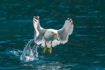 Gull hunting down fish