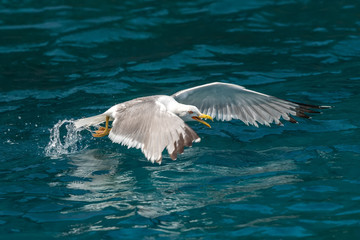 Gull hunting down fish