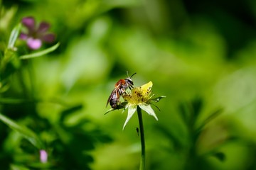 Bee