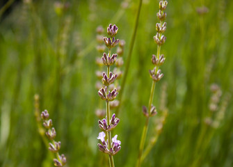 Lavender flowers season.