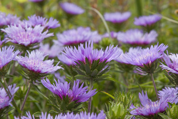 stokesia group