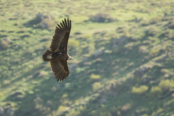 Stunning bird photo. Cinereous vulture / Aegypius monachus. Silhouette of a flying bird on a background of mountains