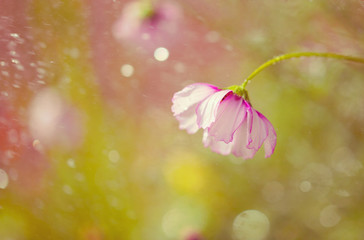 Pink cosmo flower in the rain