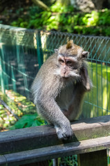 Wild monkey seat on the fence in sacred Monkey Forest Park