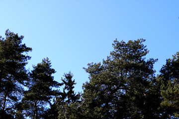 The tops of green trees against the blue sky