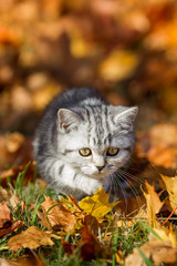 Naklejka na ściany i meble Katze Rassekatze British Kurzhaar Kätzchen im schönen Herbstlaub Tiger, kleines Kitten schleicht sich an