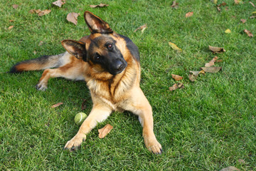 portrait of german shepherd dog on green grass