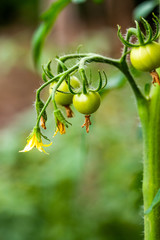 Green tomato plnats in an organic garden