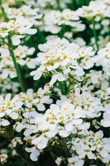 white flowers iberis in the garden