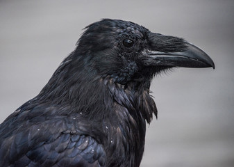 Raven on grey background, black eye, black bird