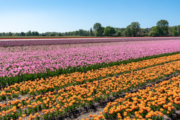 Fototapeta premium Tulip Fields in the Countrysides of Amsterdam with a water canal