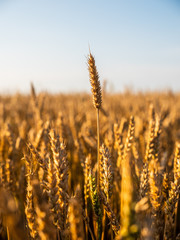 Golden ripe wheat field, just before harvesting